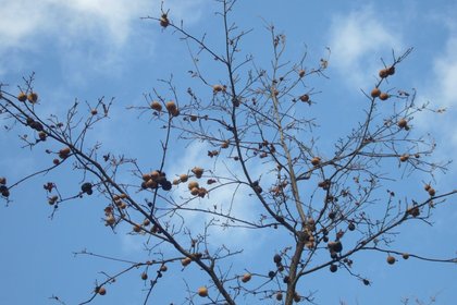 Look Up! An education in our trees | The Real Dirt