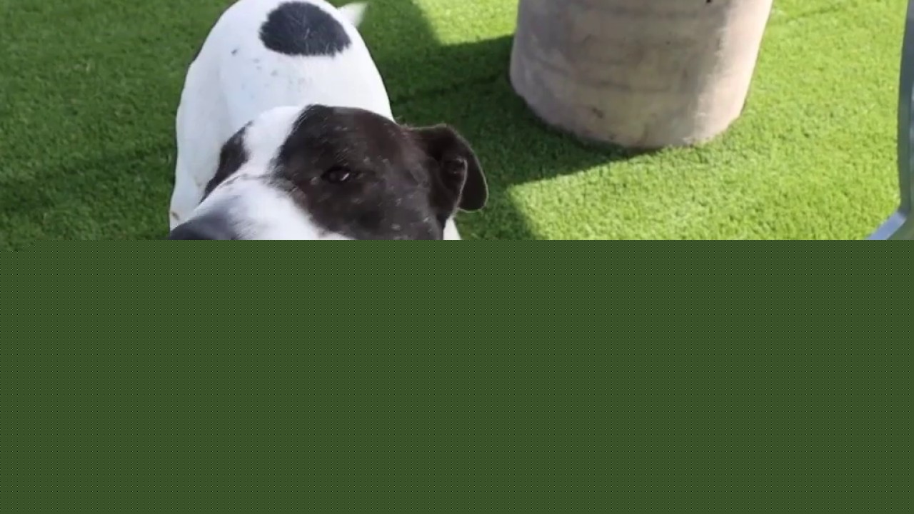 Pet of the Day | Meet Patches