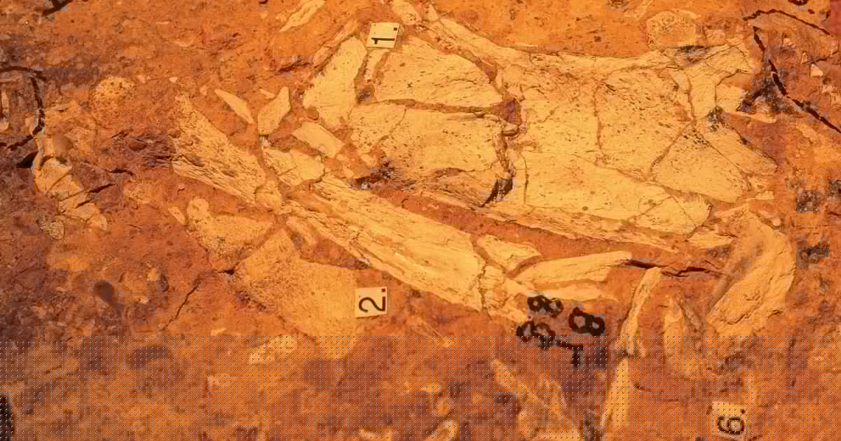 Australian Fossil Mammal Sites (Riversleigh / Naracoorte)