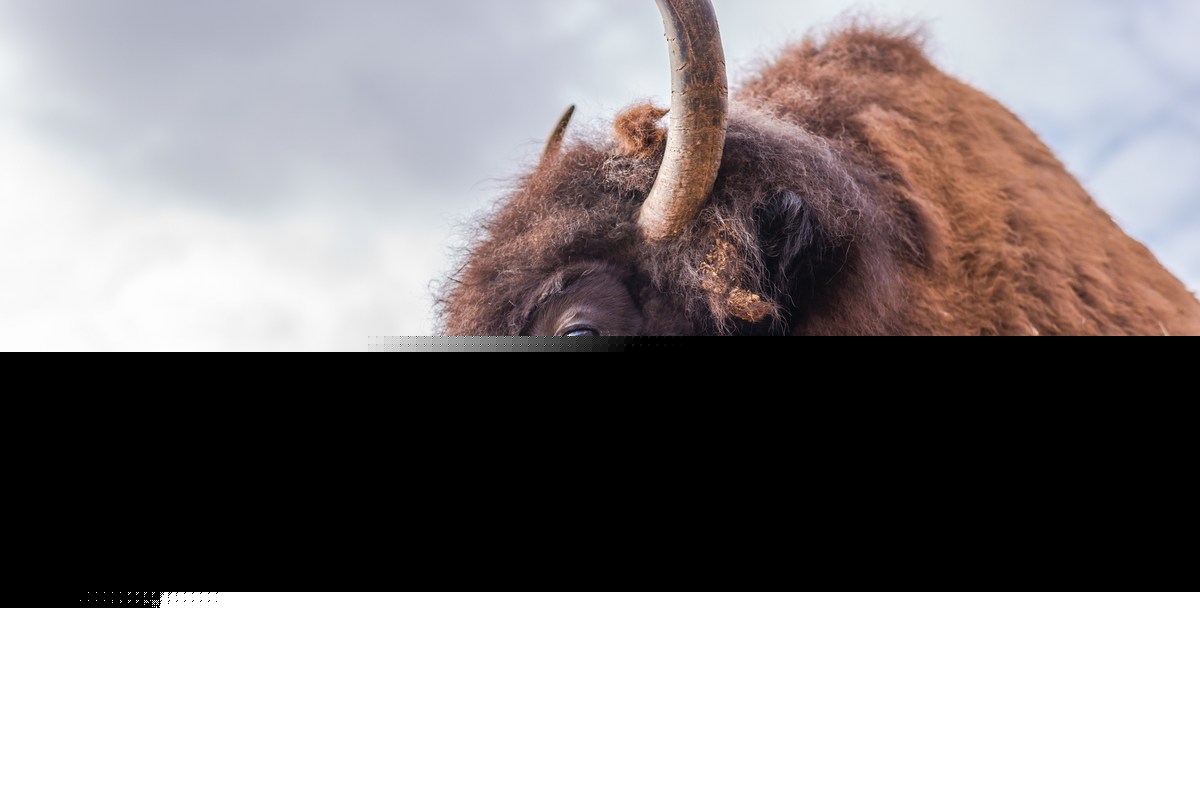 Yellowstone Bison Attack Victim Tells His Story From Hospital Bed
