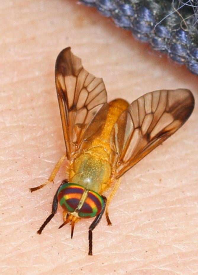 Animals - Yellow Fly of the Dismal Swamp