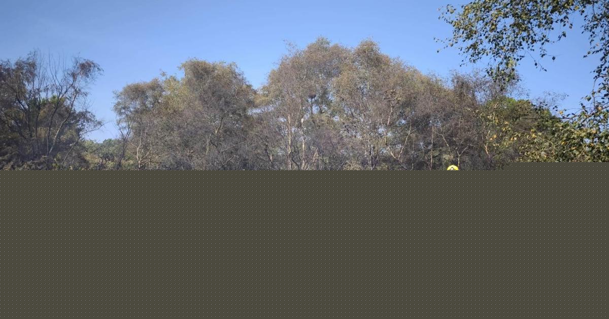 Six acres of land burns as fire spreads through gardens and field
