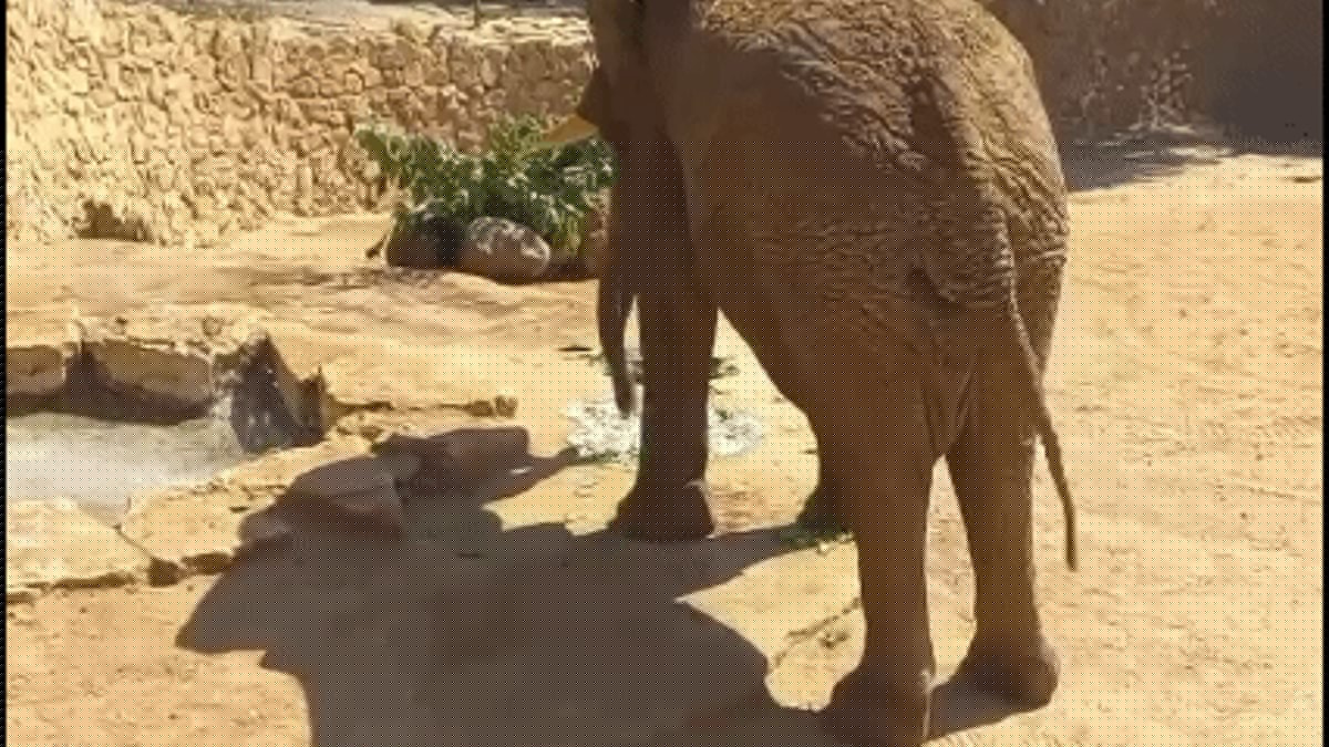 Yossi the Elephant Turns 52, Holds World Record as Largest in Captivity