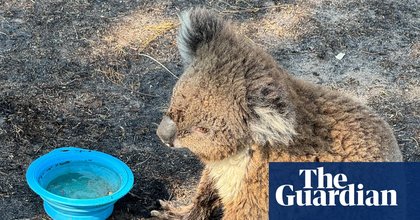 ‘We shouldn’t be surprised’: bushfires in Victoria push threatened species to the brink