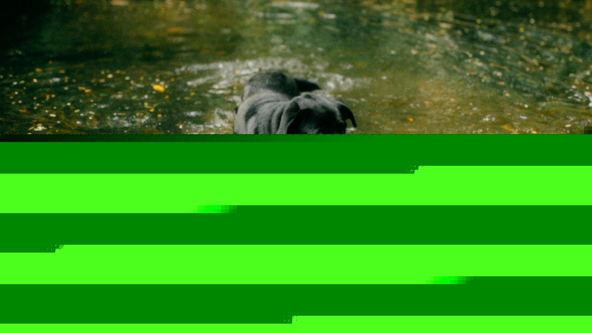 A Florida couple invented a story about kids drowning their dog, then admitted why they really lied