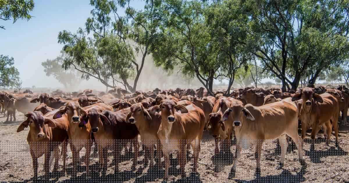 Beef exports reshuffled: Japan, South Korea climb as China demand slows