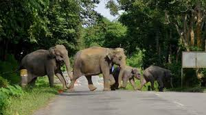 Elephants Migration: Seeking Greener Pastures Or Growing In Numbers?