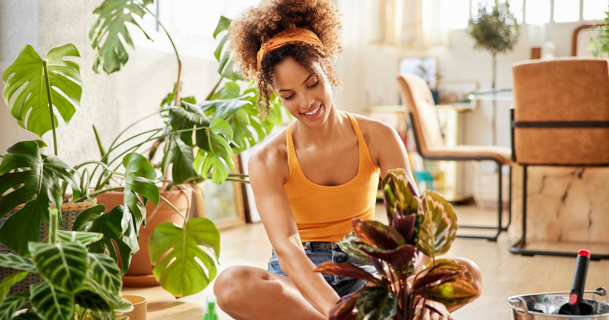 Take our personality quiz to discover which houseplant is perfect for you