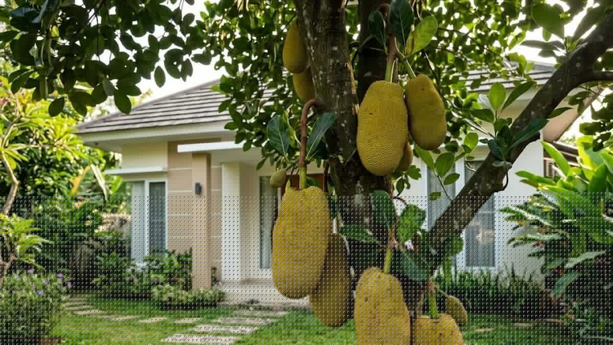 11 Jenis Pohon Buah yang Buahnya Harum Saat Matang, Cocok untuk Pekarangan Rumah