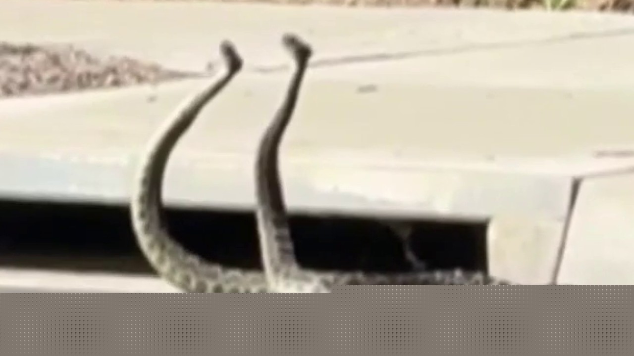 2 rattlesnakes get into 'combat dance'