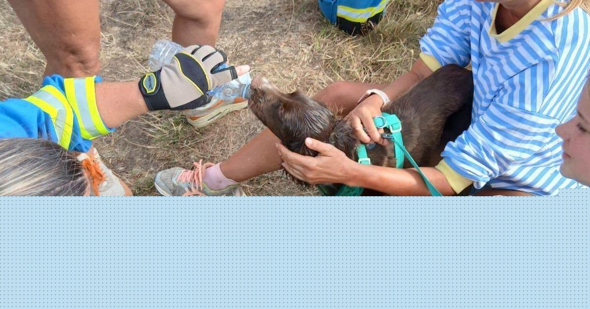 Two people rescued after attempting to retrieve dog stuck on cliff