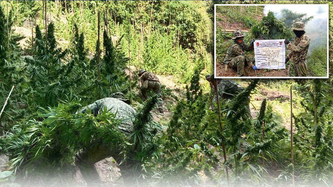 PNP destroys ₱16.3M worth of marijuana in Benguet