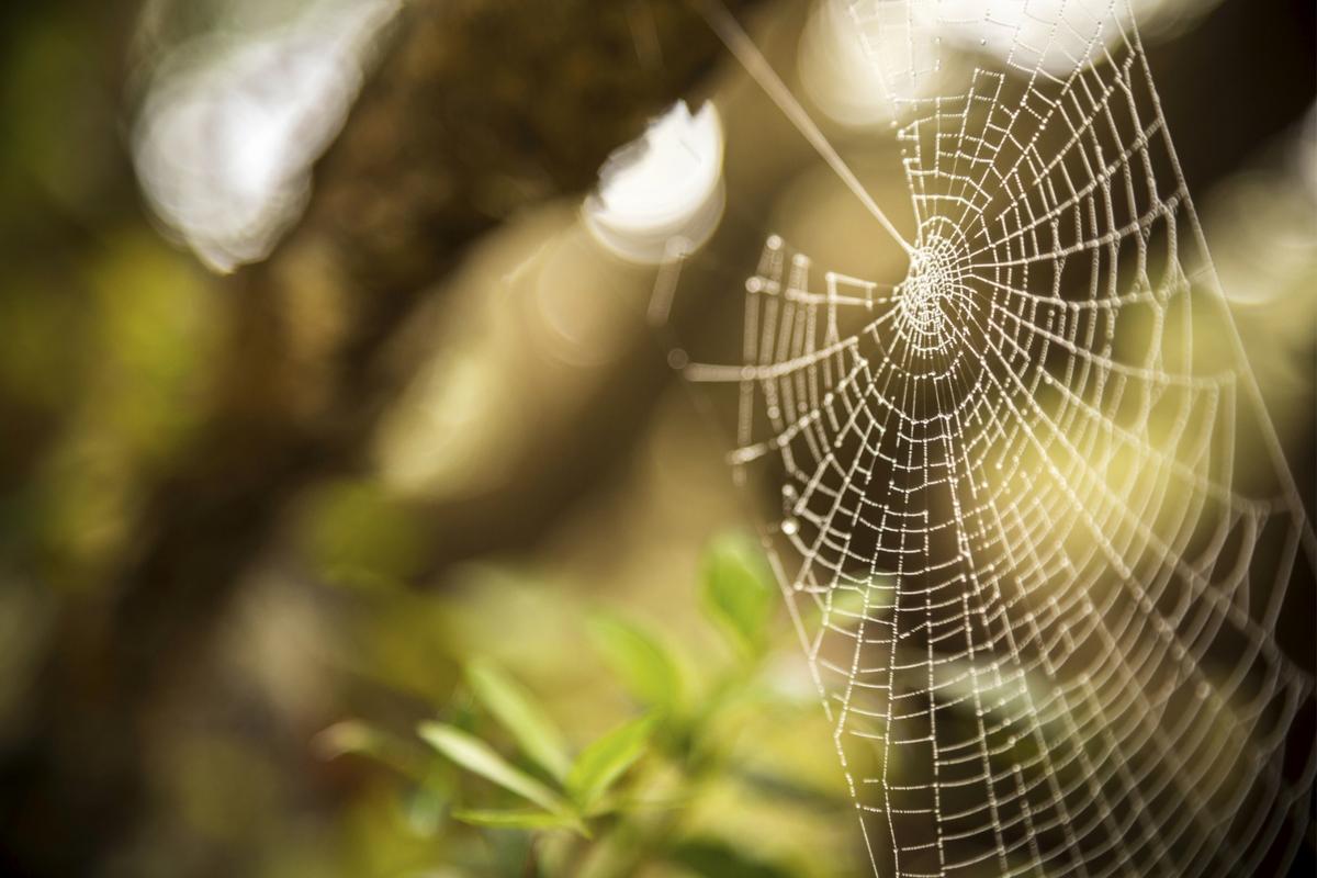 Why You’re Suddenly Seeing So Many Spiders in Michigan