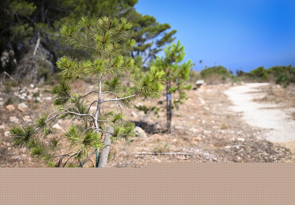 Madliena woodland granted Tree Protection Area status