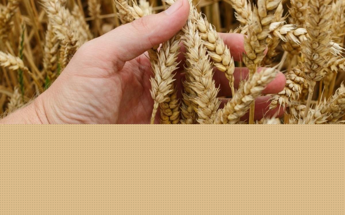 Catholic politicians and the weeds in the wheat