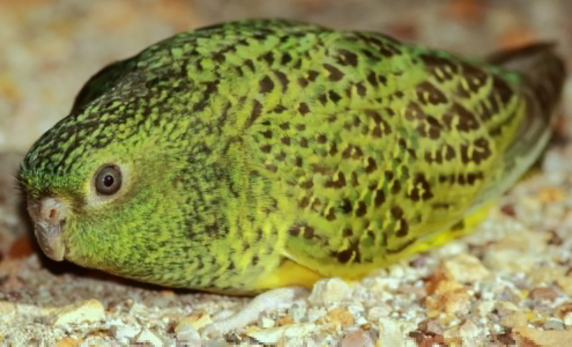 Rare and Beautiful Parrot, Believed Extinct, Rediscovered in Australia After 100 Years