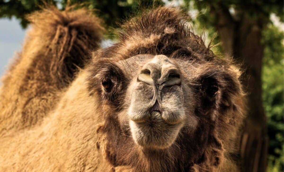 This Wild Animal Drinks Salt, Lives on a Radioactive Land, and Still Resists Extinction in the World’s Deadliest Desert
