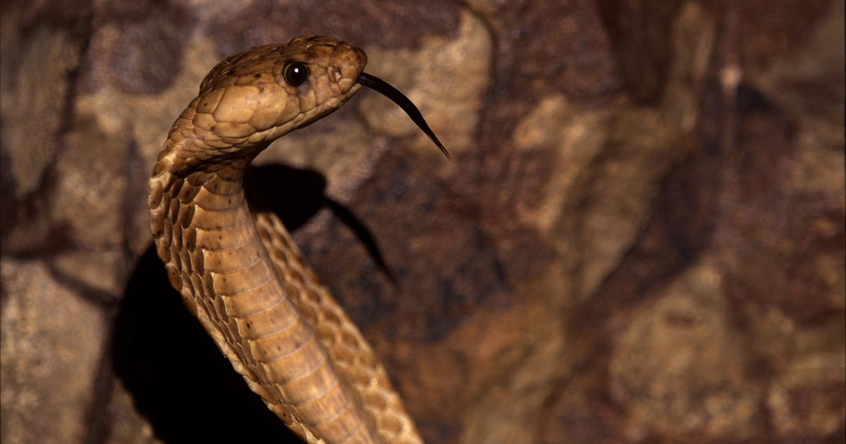 Cobras, vipers and anacondas: 46 venomous snakes seized from warehouse