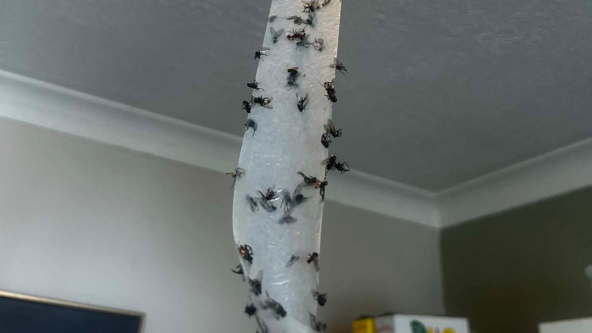 Update issued over Welsh town's fly infestation which left residents sick