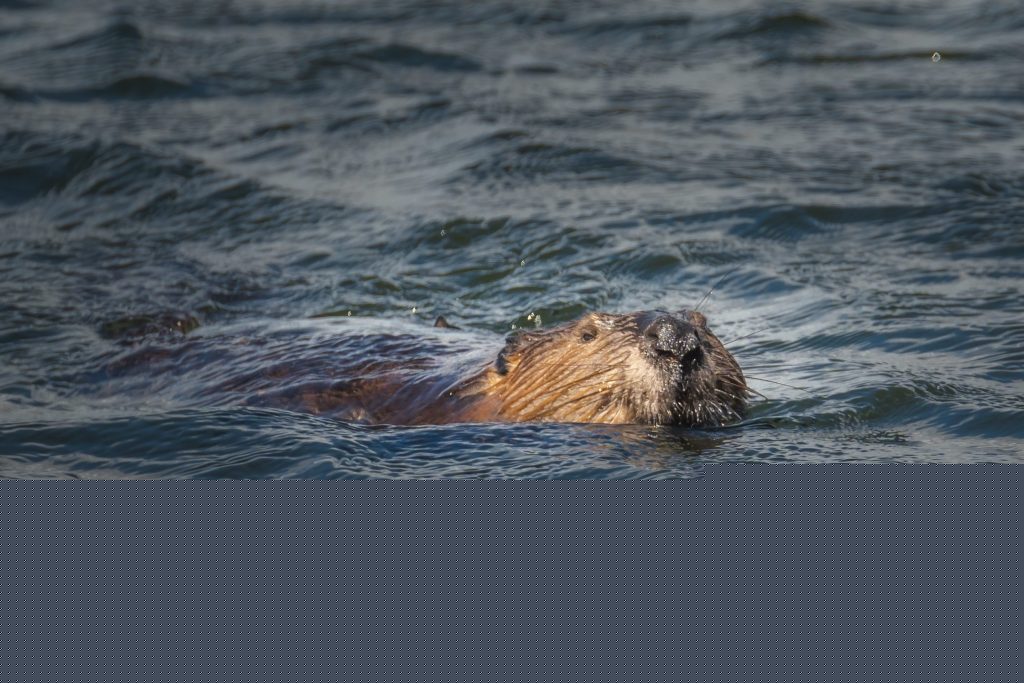 Beaver that bit boy at Cunningham Falls State Park test positive for rabies