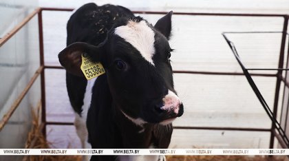 Plans to move 71,000 calves into modern nurseries in Belarus in 2025