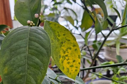THE LAZY BERKSHIRE GARDENER: Week of January 29, 2026