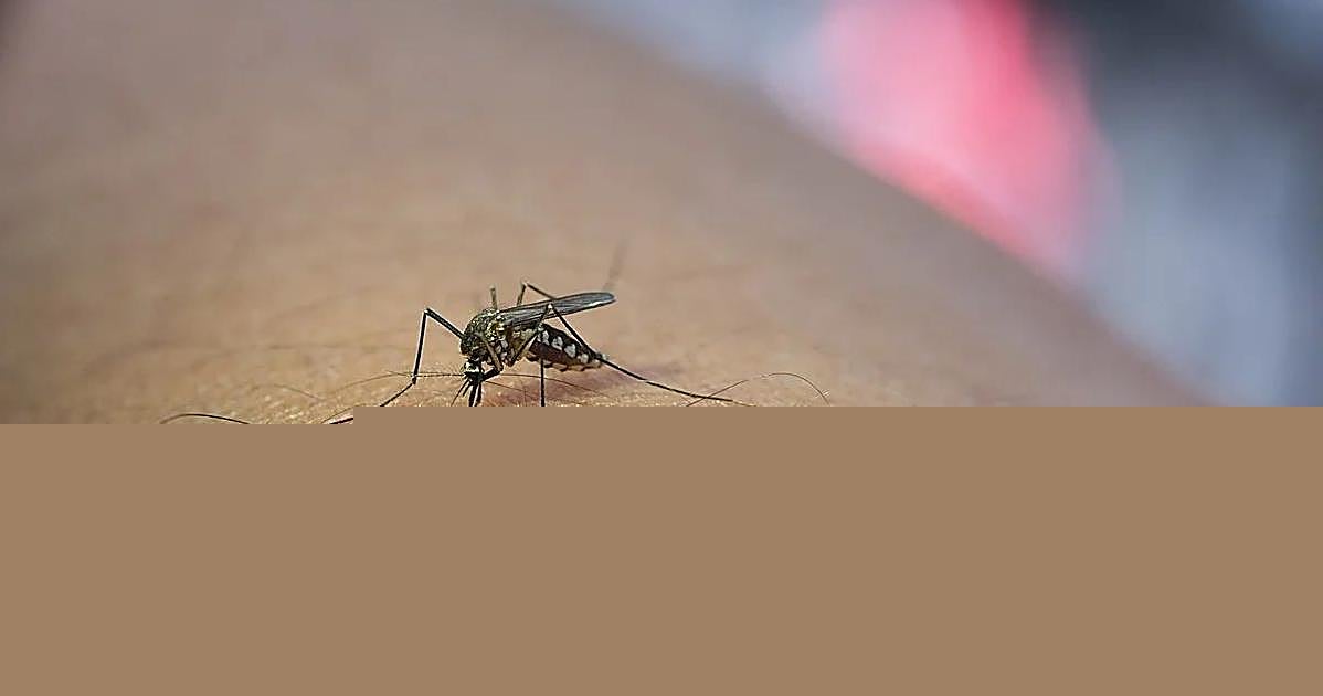 Córdoba vive una «situación controlada» ante el Virus del Nilo, aunque el riesgo cero no existe