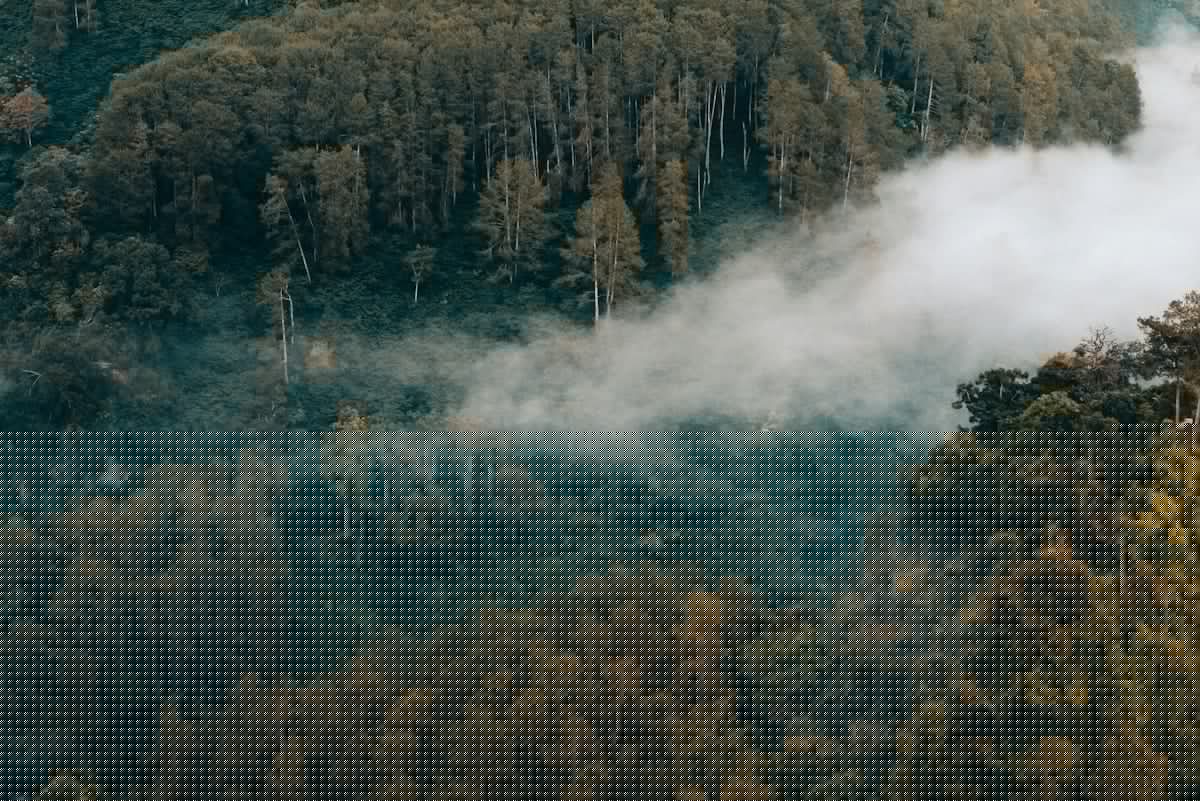 Carbon markets alone won’t keep Southeast Asia’s forests standing: report