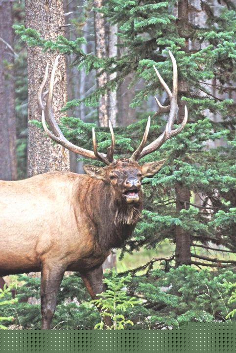 This Land is Our Land: Motor vehicle users threaten Blue Mountains Elk habitat