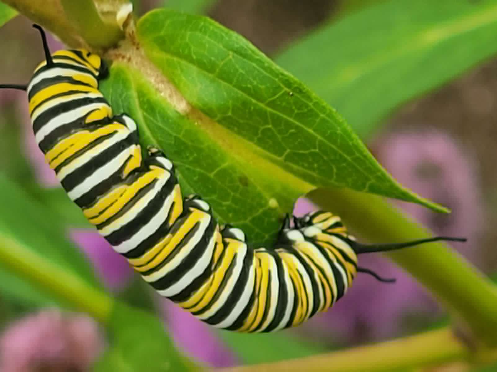 Growing Concerns: Always something to do in the garden