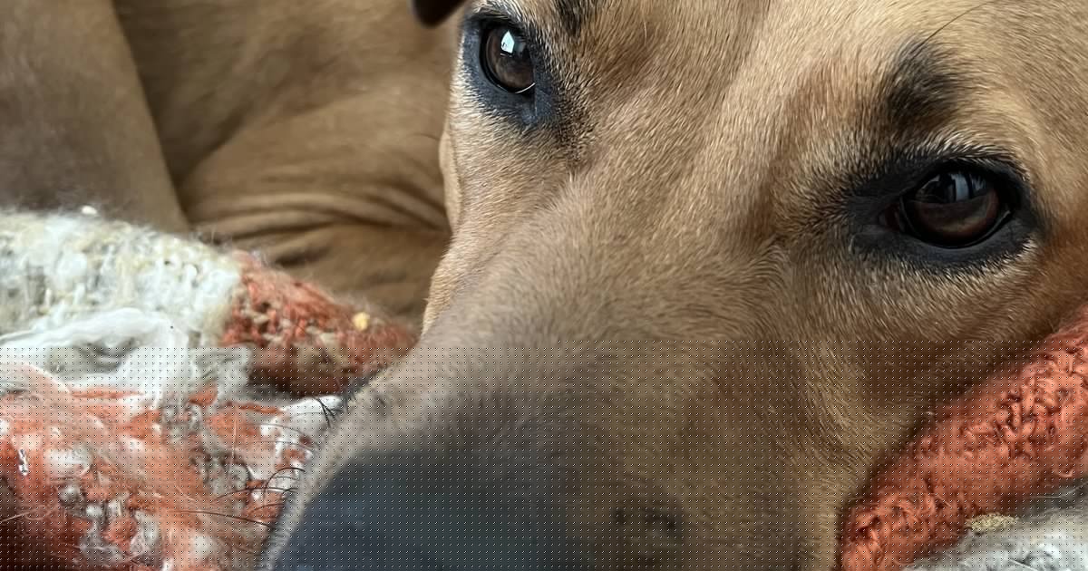 Dogs can distinguish different types of human emotions, study shows