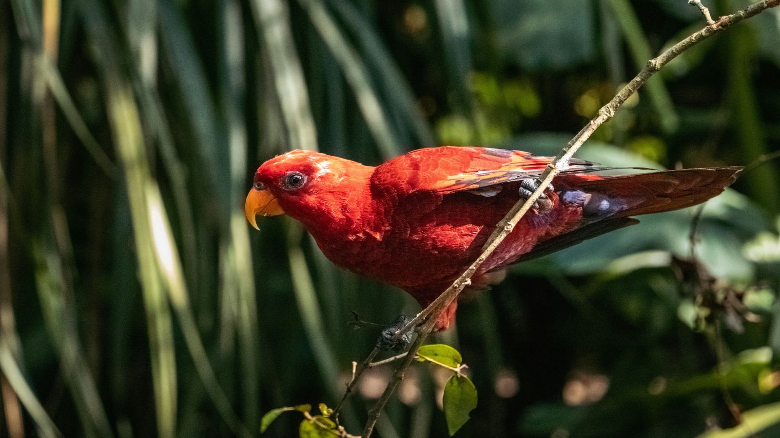 9 bidders respond to BMC’s proposal for constructing exotic bird park at Nahur