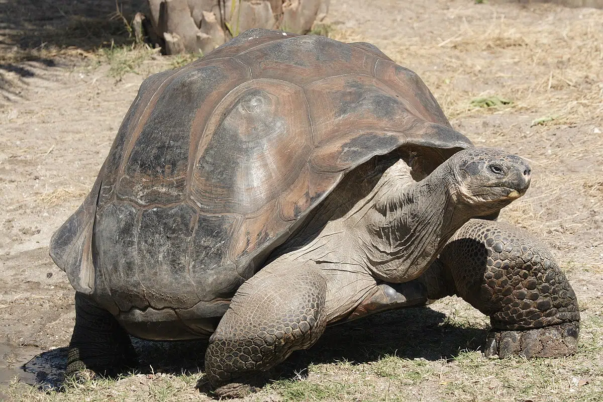 Tortugas gigantes de Galápagos: restauración genética y una esperanza de conservación para una especie en peligro