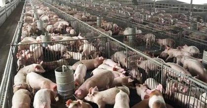 Selangor govt looks to shut down Kuala Langat pig farms within the year