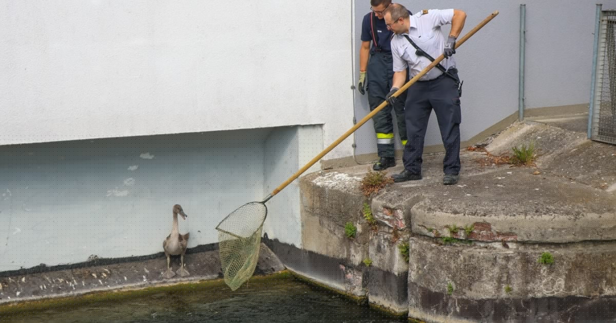 Kehrwasser: - Tierischer Einsatz: Junger Schwan steckte im Sog