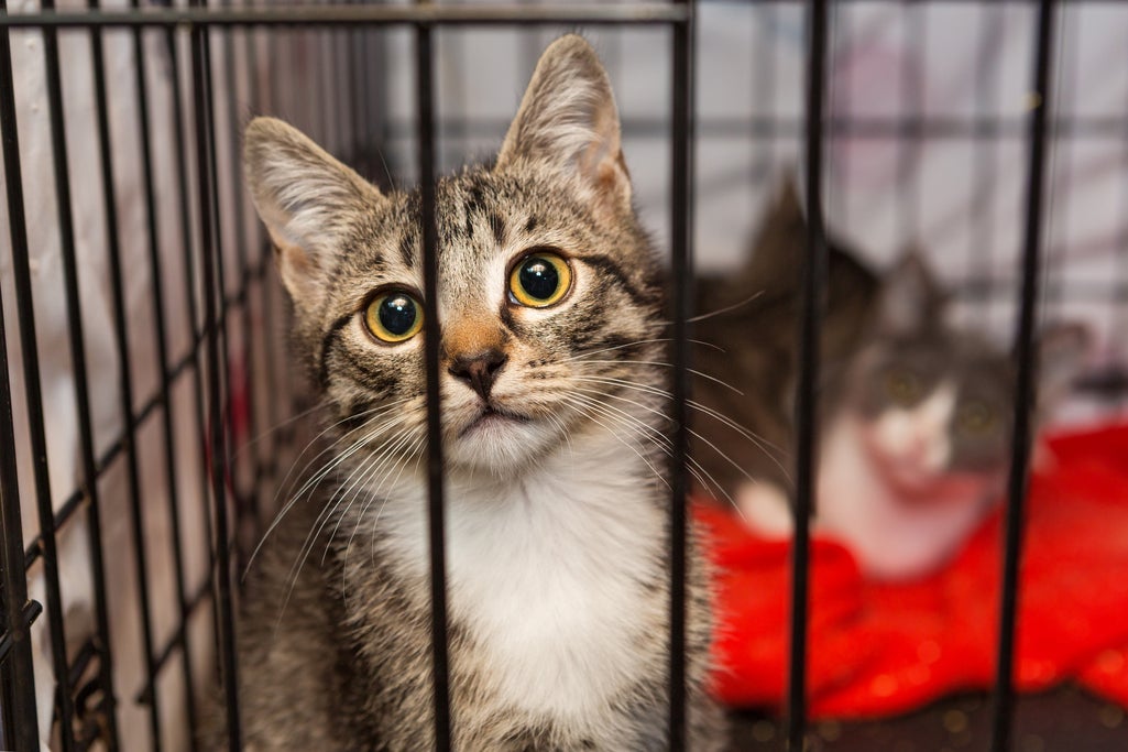 Aiken’s SPCA Close to Hitting 1,000 Pet Adoptions in 2025