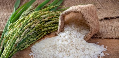 La producciĂłn de arroz se ha hecho mĂĄs competitiva frente al cereal de Estados Unidos