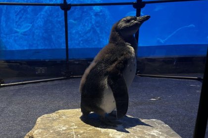 Camden aquarium names rare penguin chick after public voting