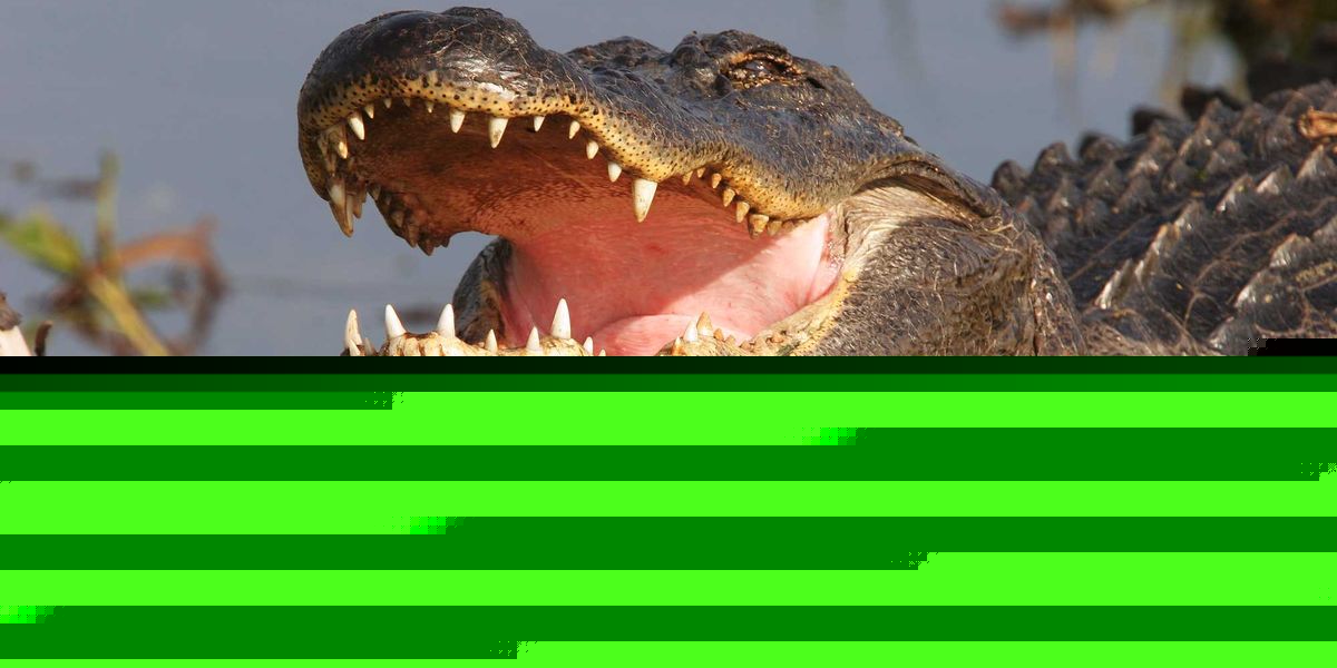 'It was almost like a missile': Good Samaritans rush to save Florida woman from alligator — but a devastating price was paid
