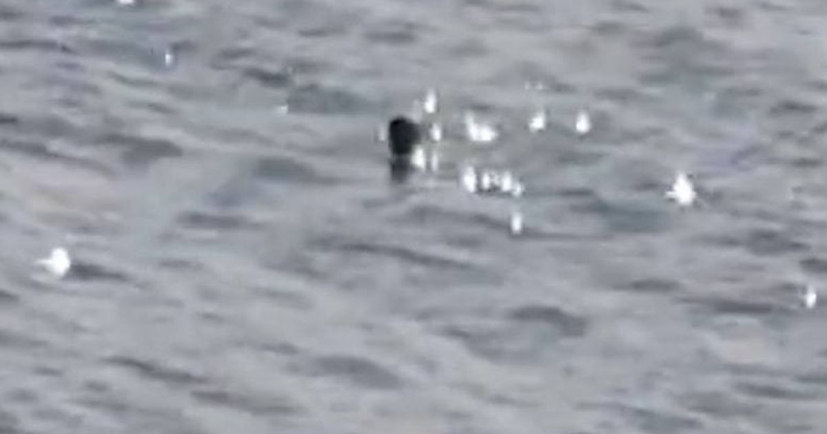 Scotland's Loch Ness Monster 'caught by Navy' in World War 2 in new evidence