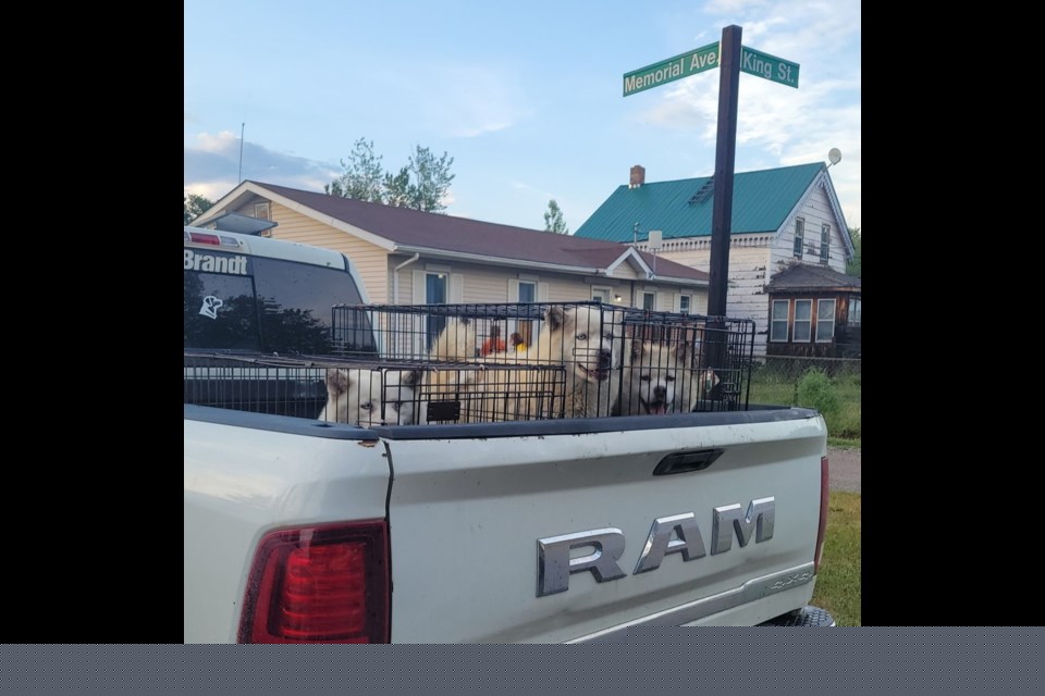 Tell Me Something Good: Rescue mission to fire-affected communities saves 25 animals