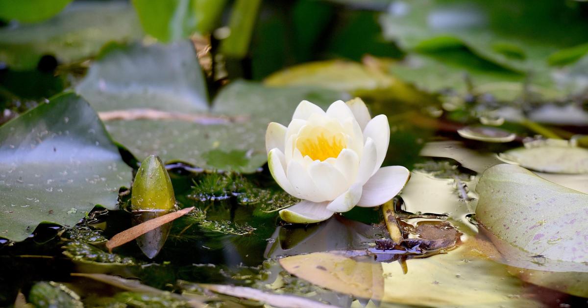 All the secret gardens in Suffolk open to the public this month