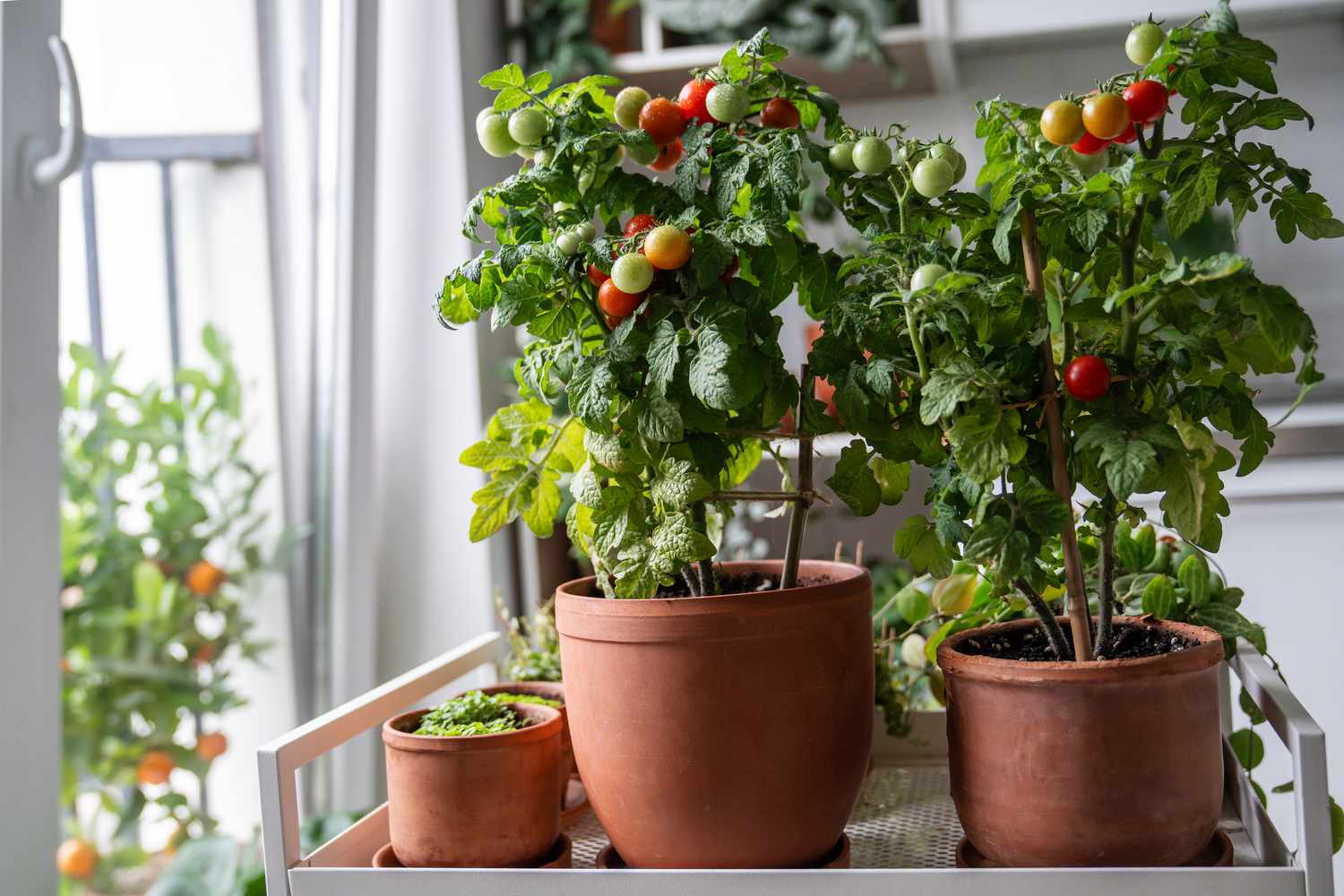 How to Grow Tomatoes Indoors for Vine-Ripened Fruit Year-Round