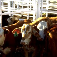 Cattle Markets Take a Hit