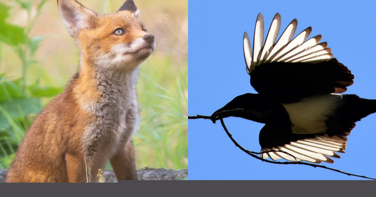 Environnement. Renards, belettes, étourneaux, pies… pourquoi la liste des animaux « nuisibles » fait débat
