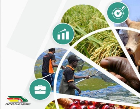 Cameroon Opens Call for Agropastoral, Fisheries Projects at University of Bertoua