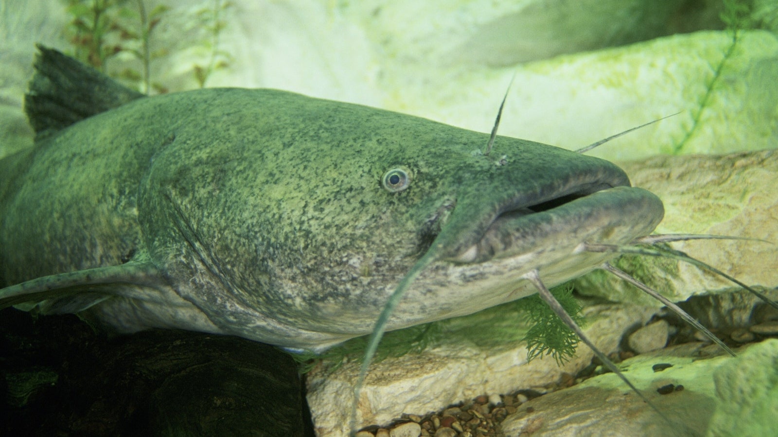 25 People Charged in Illegal Fishing Investigation Operation River Raid