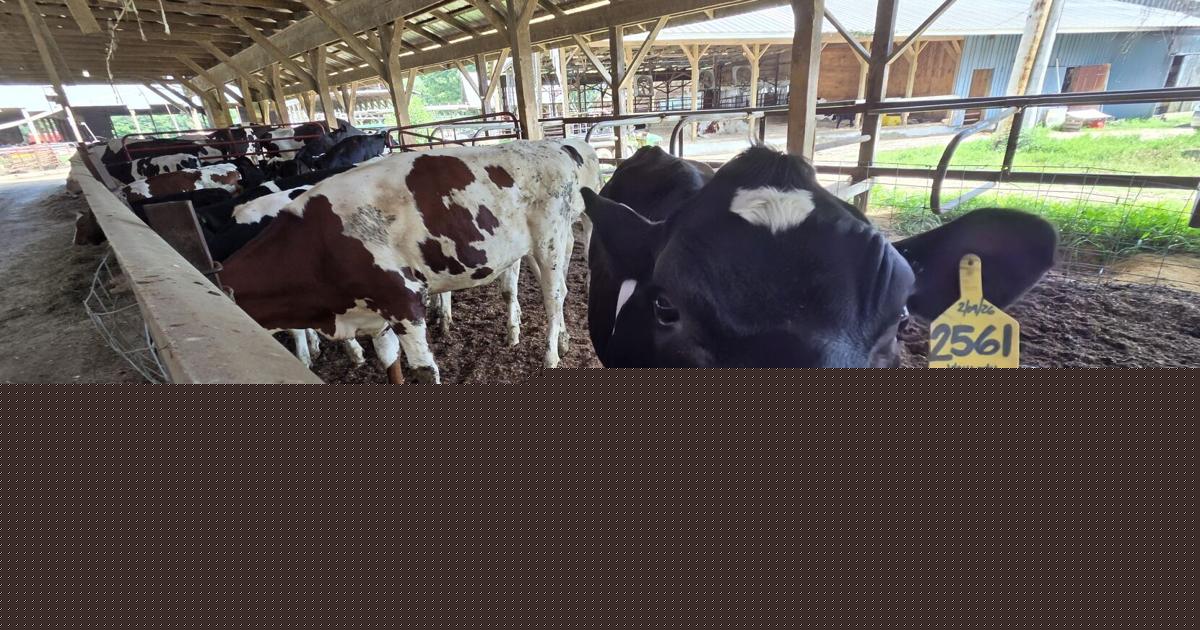 Tariffs hit NH dairy farm hard as gubernatorial candidates spar over relief