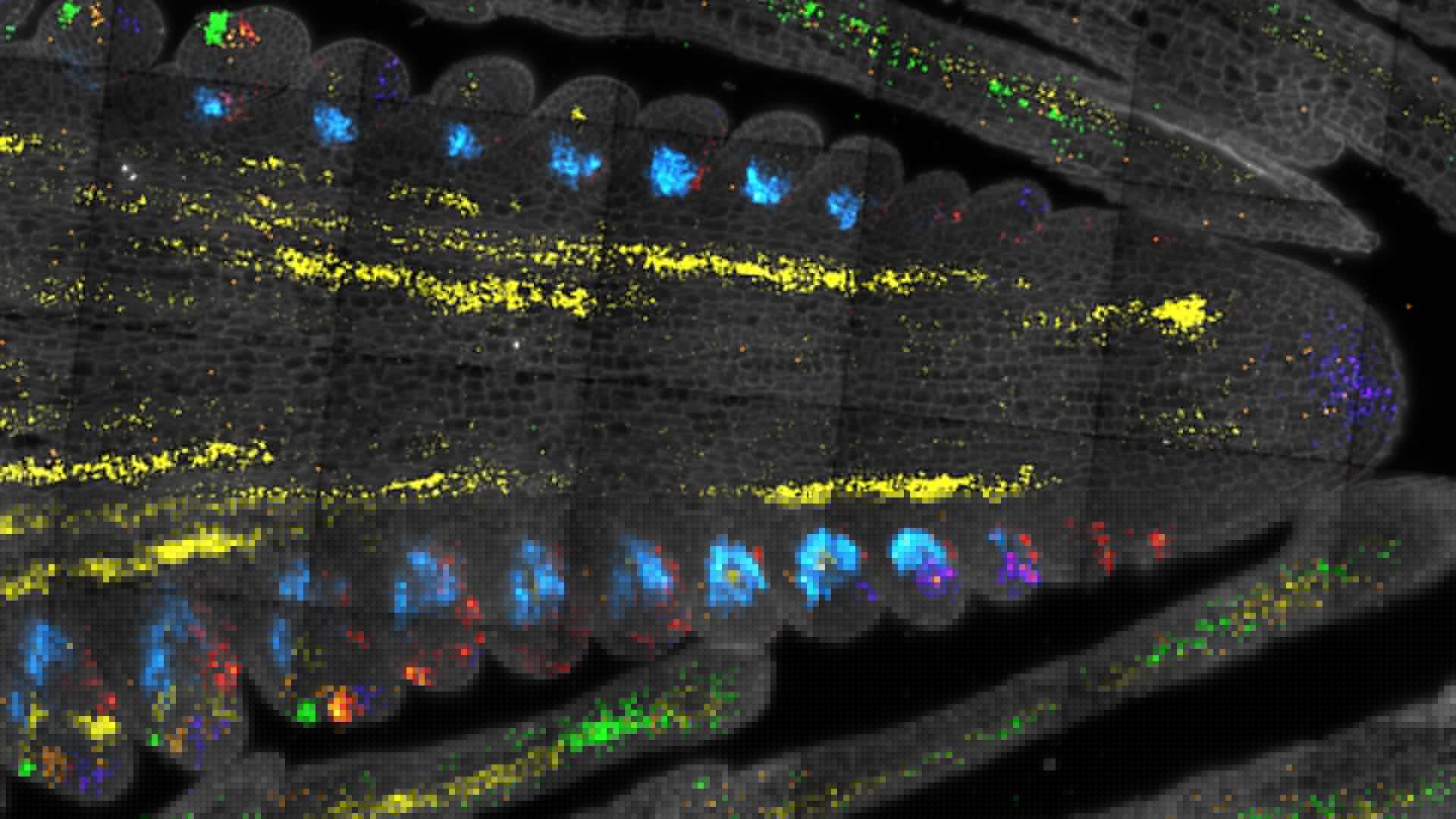 Hidden Plant Stem Cells Could Hold the Key to Feeding the Future