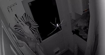 Hilarious moment spider scares itself inside Leeds home